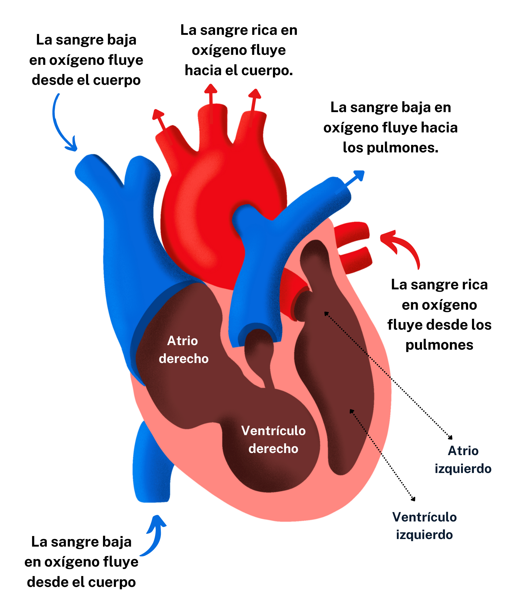 ¿Cómo afecta el COVID-19 a su corazón?
