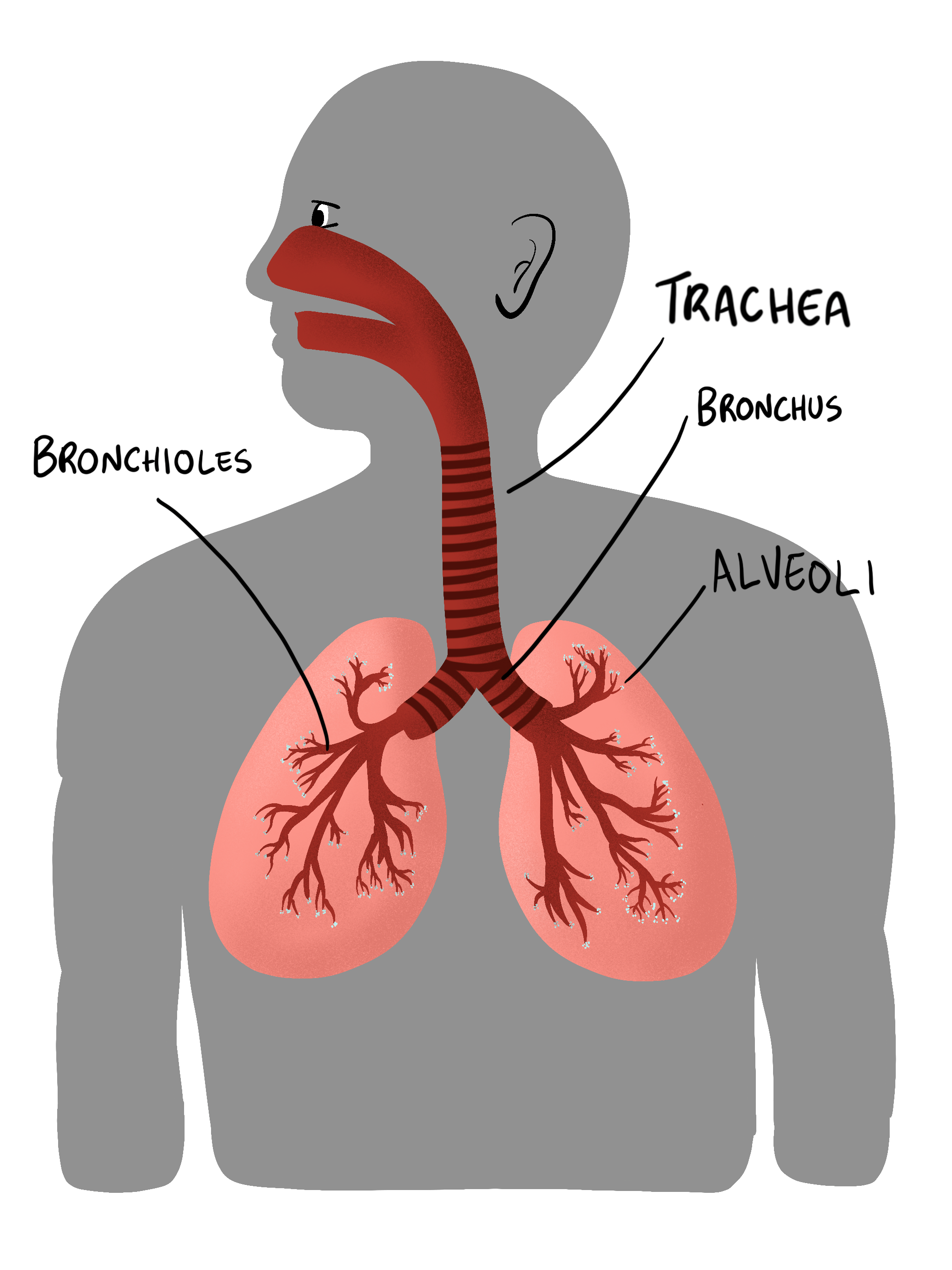 How does COVID-19 affect your lungs?