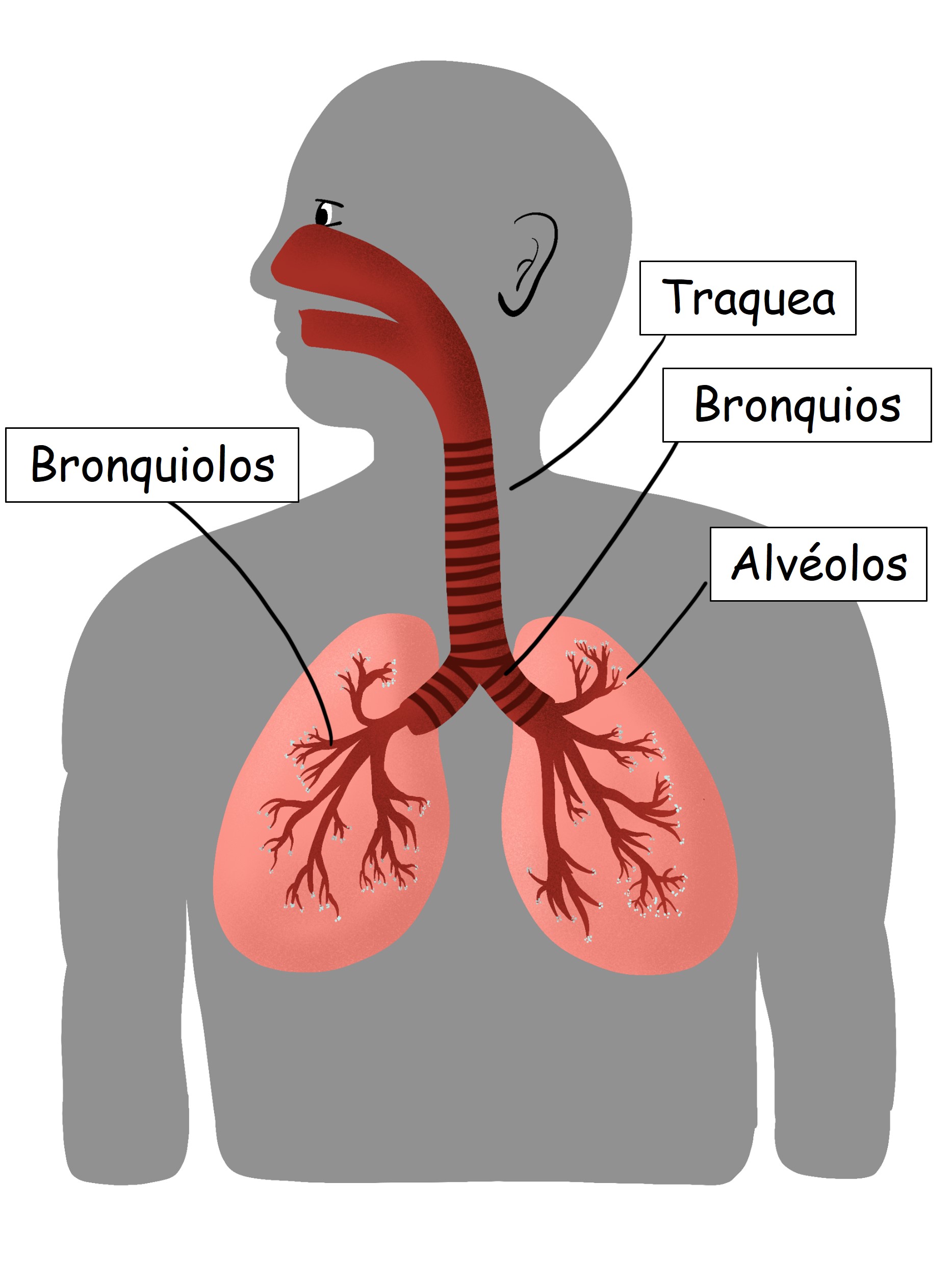 anatomía del pulmón humano : Oregon Health News Blog, image size:1867x2475
