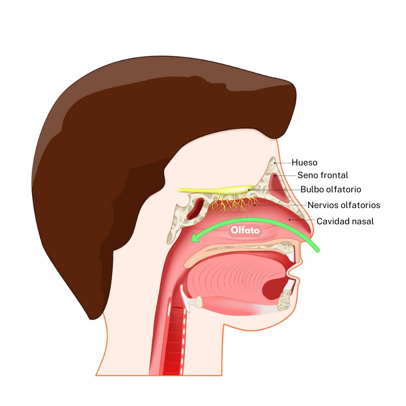 COVID-19 y pérdida del olfato: lo que sabemos