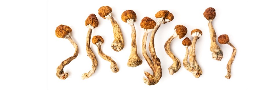 Psilocybin 101: What to know about Oregon’s psilocybin services