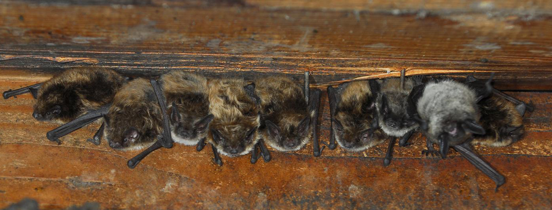 Rabies prevention: Guidance for staying safe around bats